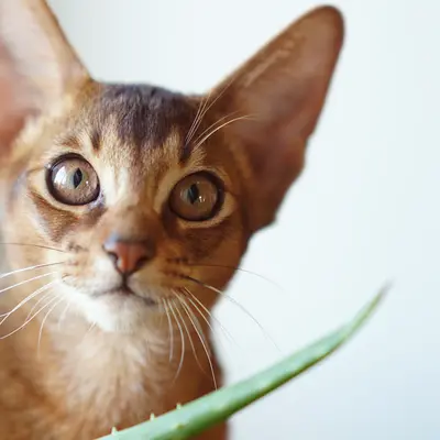 Abyssinian
