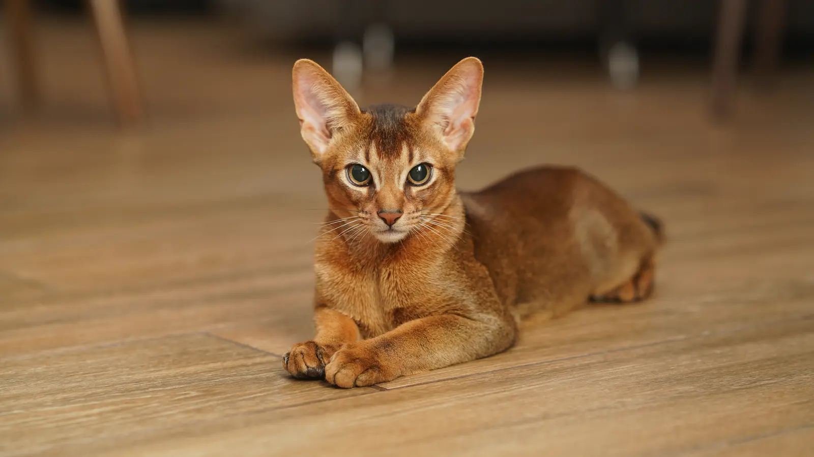 Ruddy Abyssinian cat lying on a wood floor with alert eyes