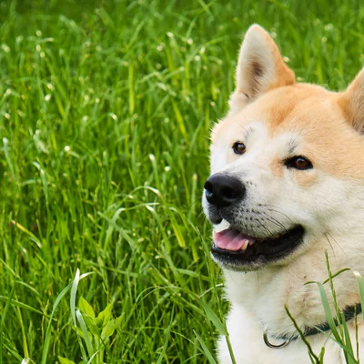 Akita
