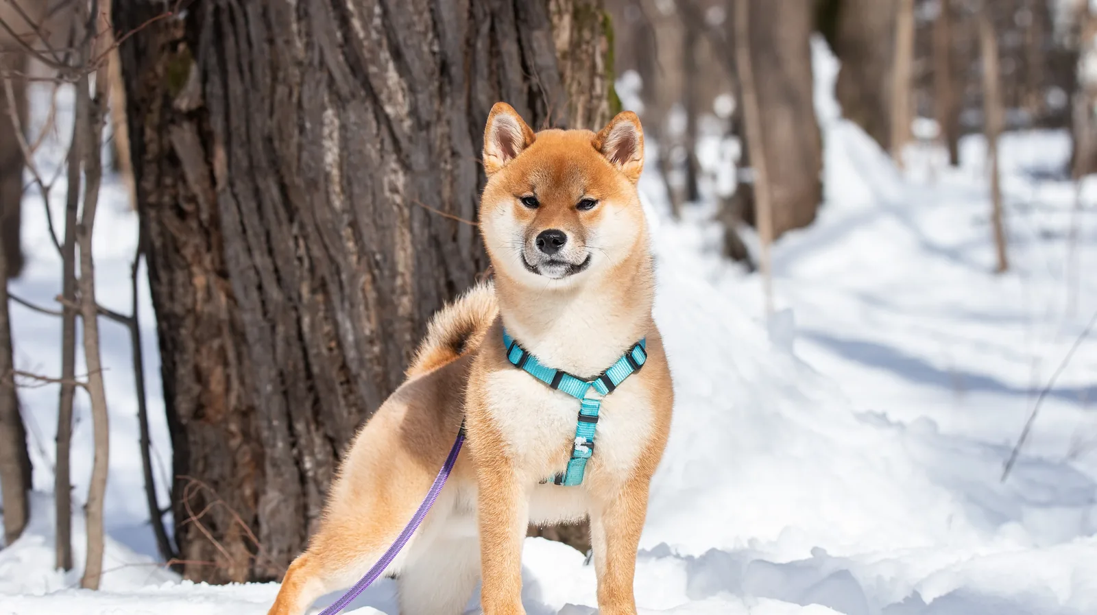 Akita standing in a snowy winter forest