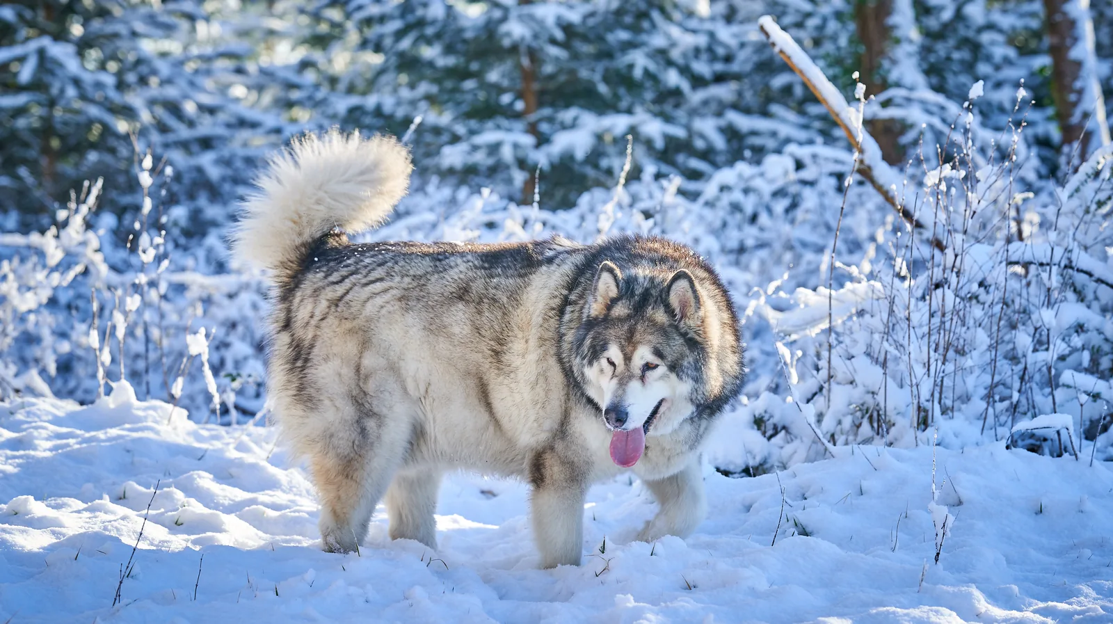 Alaskan Malamute in a snowy forest