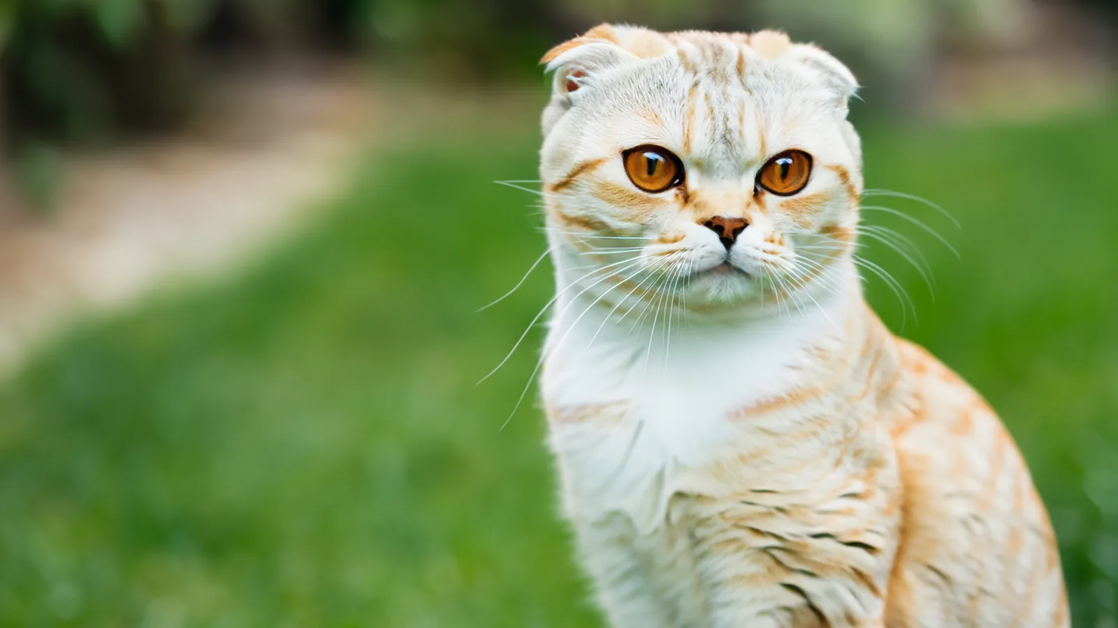 Fluffy tabby-and-white American Curl cat with green eyes