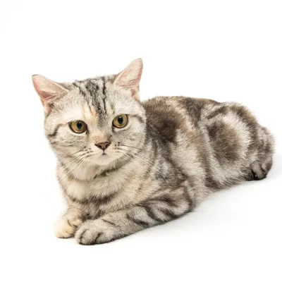 American Shorthair