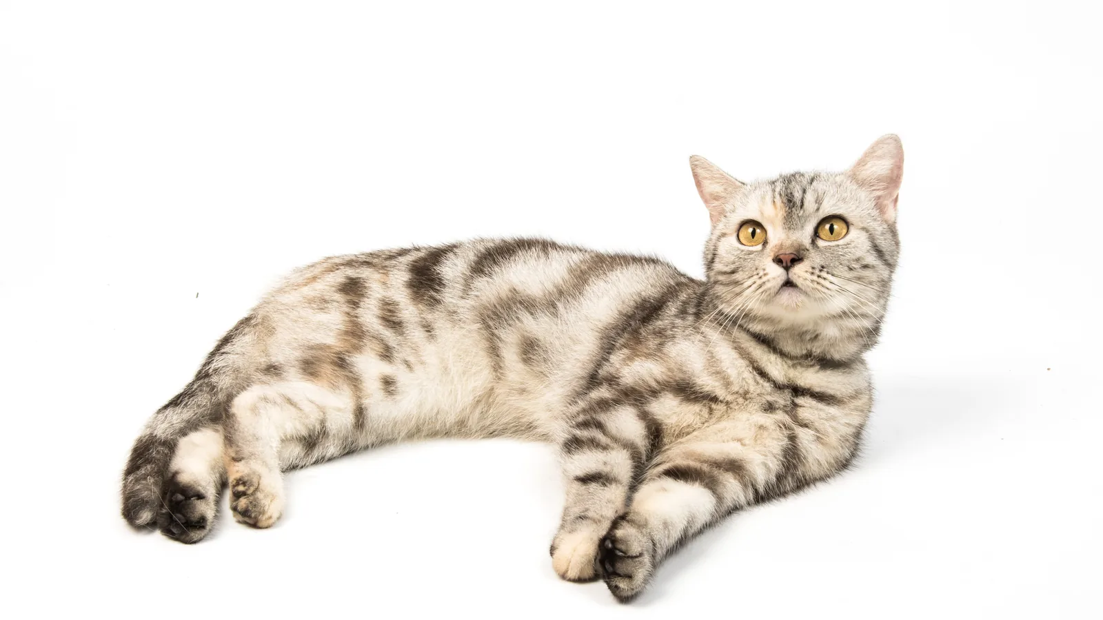 Silver tabby American Shorthair cat lying down on a white background
