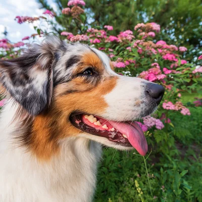 Australian Shepherd