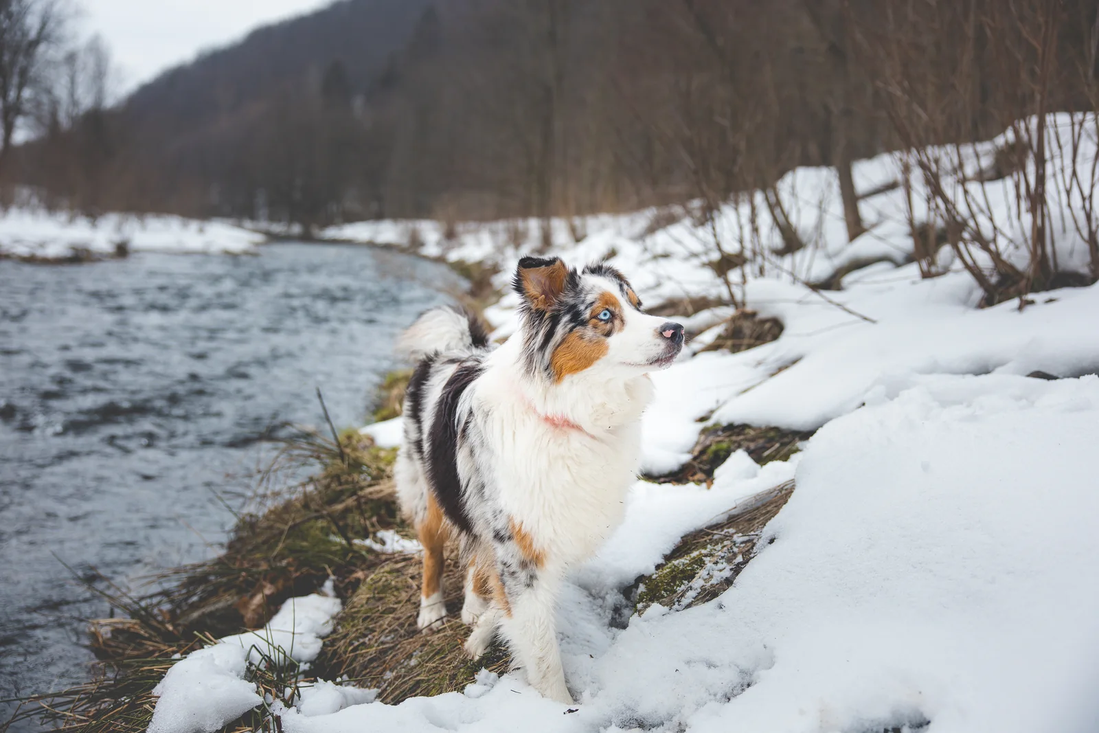 Australian Shepherd standing beside a snowy river