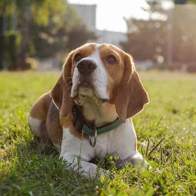 Beagle