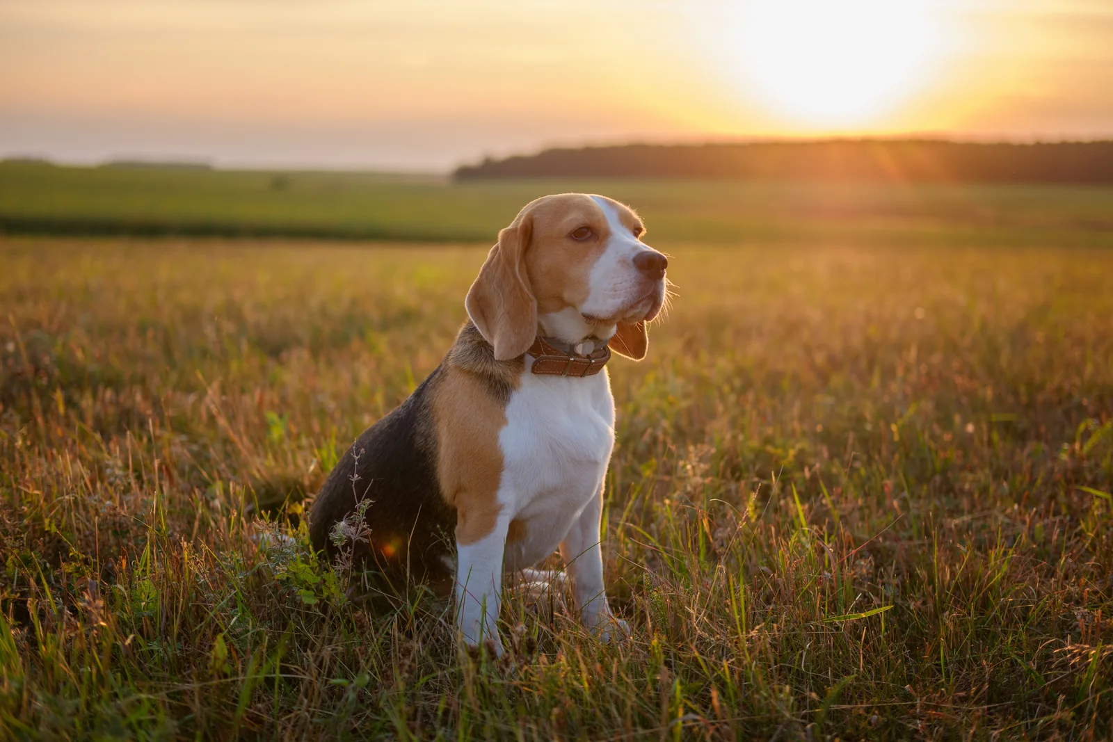 Beagle sitting in a meadow at sunset