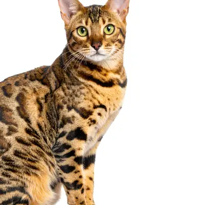 Bengal