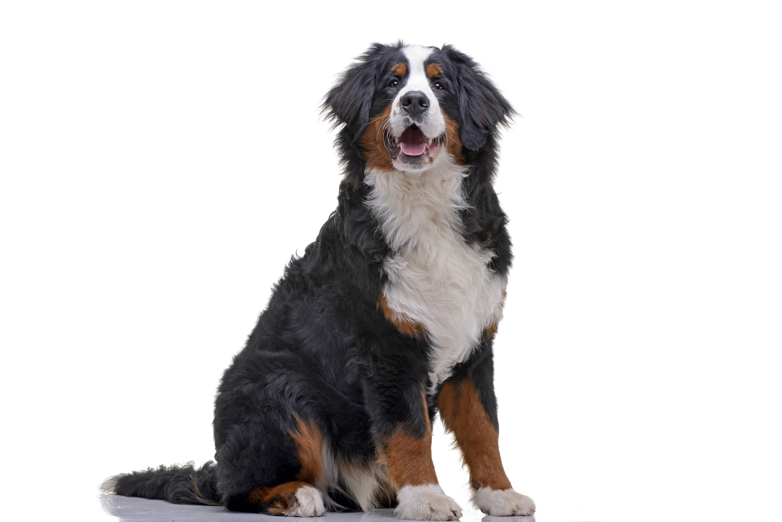 Bernese Mountain Dog sitting in a studio