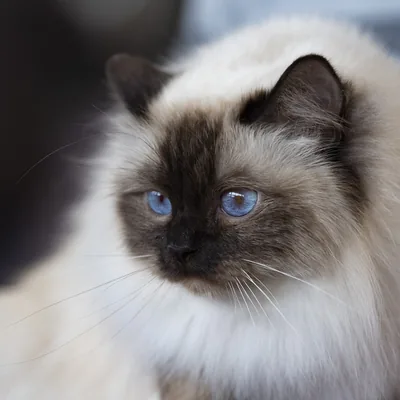 Birman