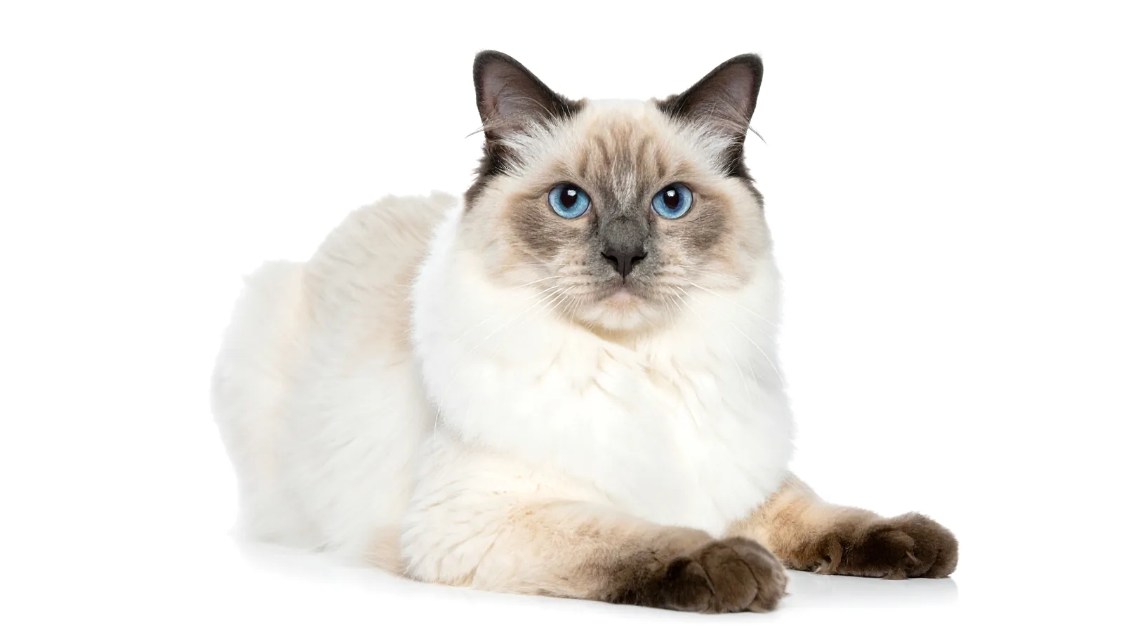Seal-point Birman cat with deep blue eyes and silky cream coat
