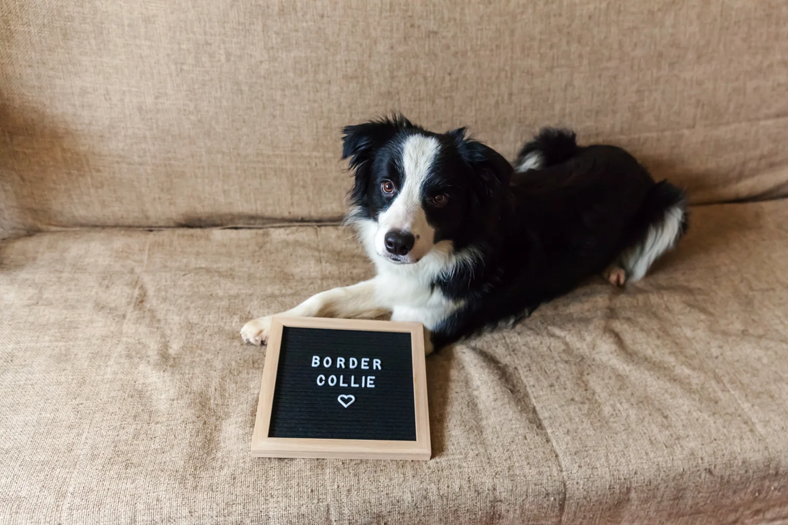 Border Collie lying on a couch beside a Border Collie letter board