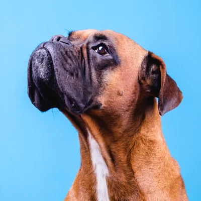 Boxer