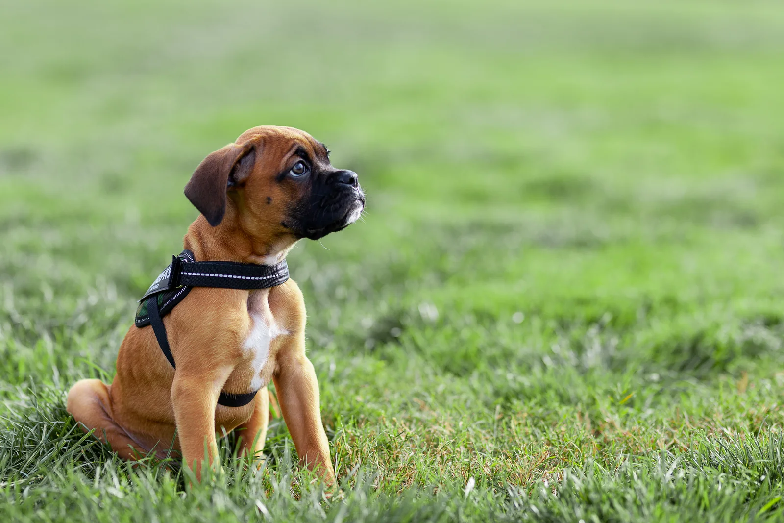 Boxer puppy sitting in a grassy park