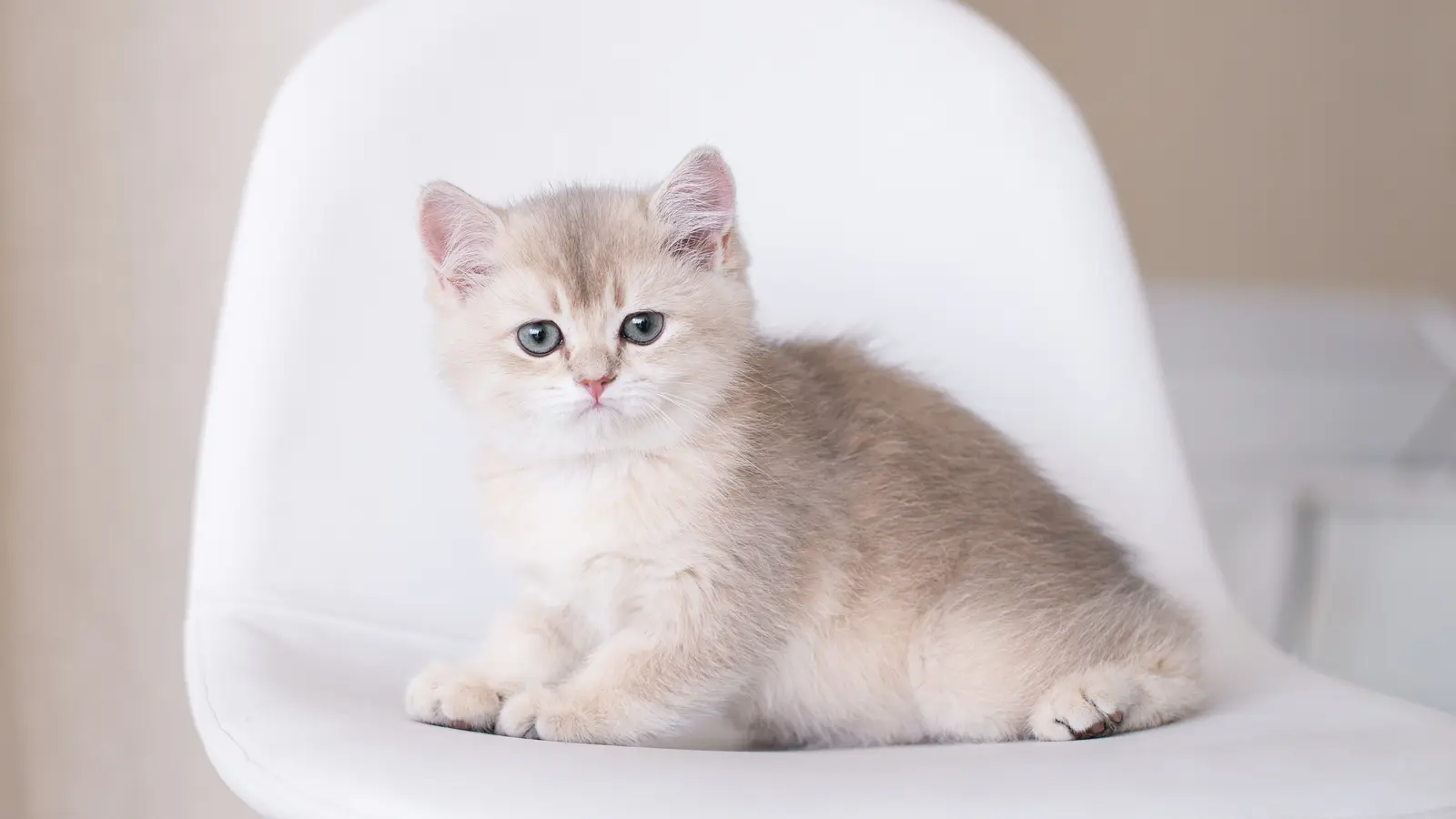 Golden British Shorthair kitten with green eyes sitting on a white chair