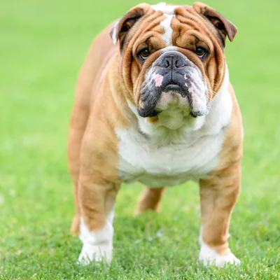 Bulldog