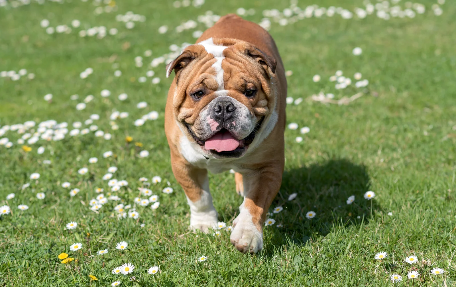 Red and white Bulldog walking across a daisy-dotted meadow