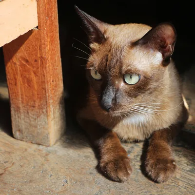 Burmese