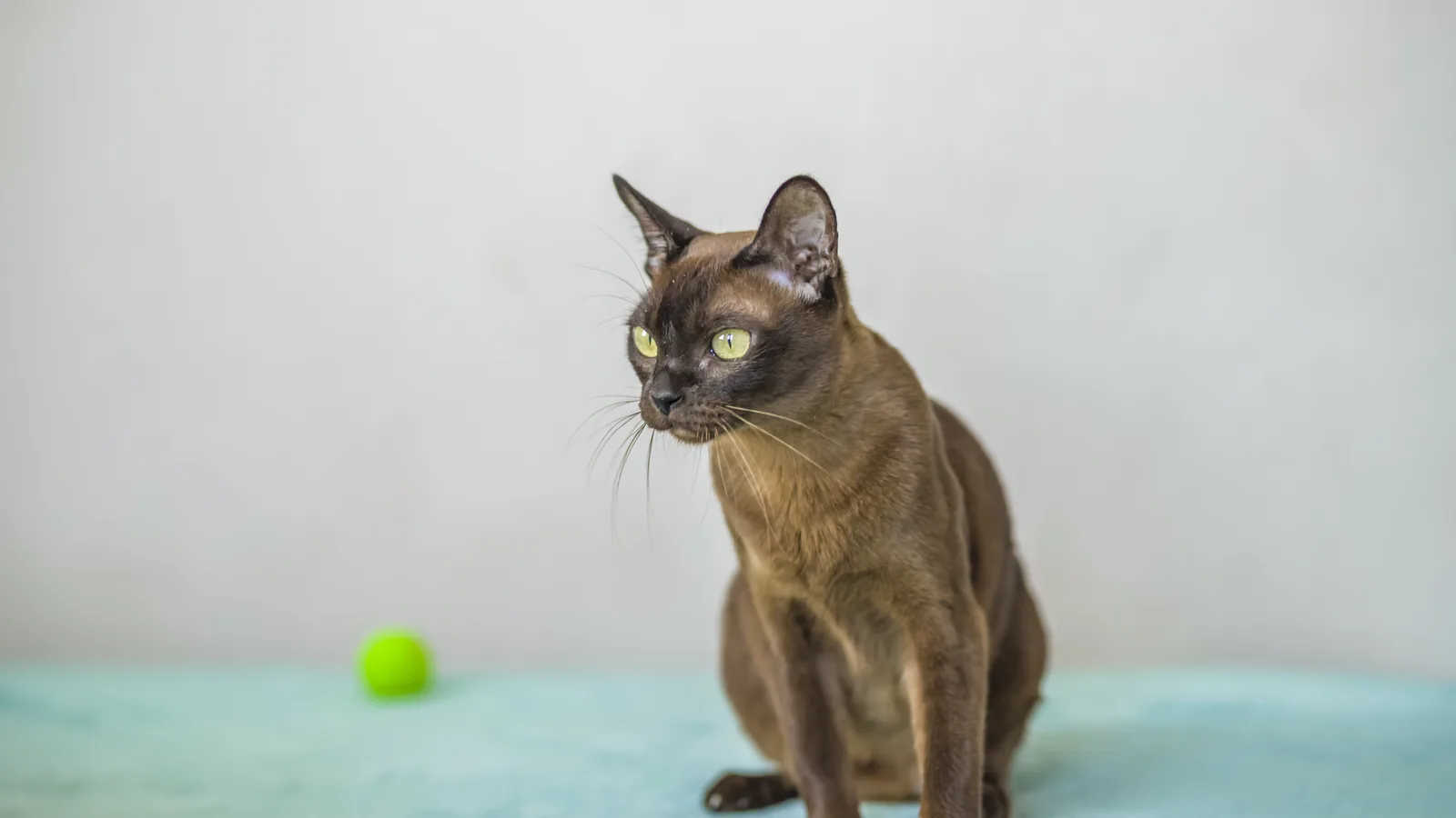 Sable Burmese cat with golden-green eyes sitting alert
