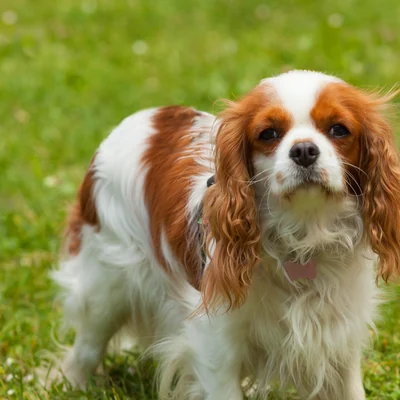 Cavalier King Charles Spaniel