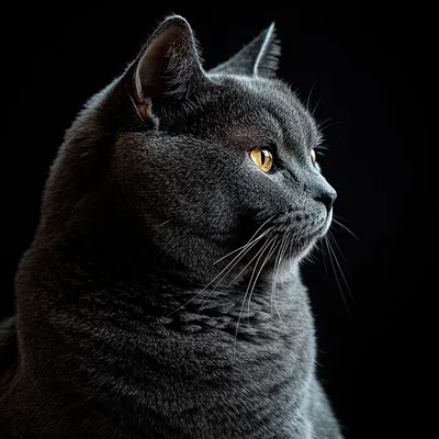 Chartreux