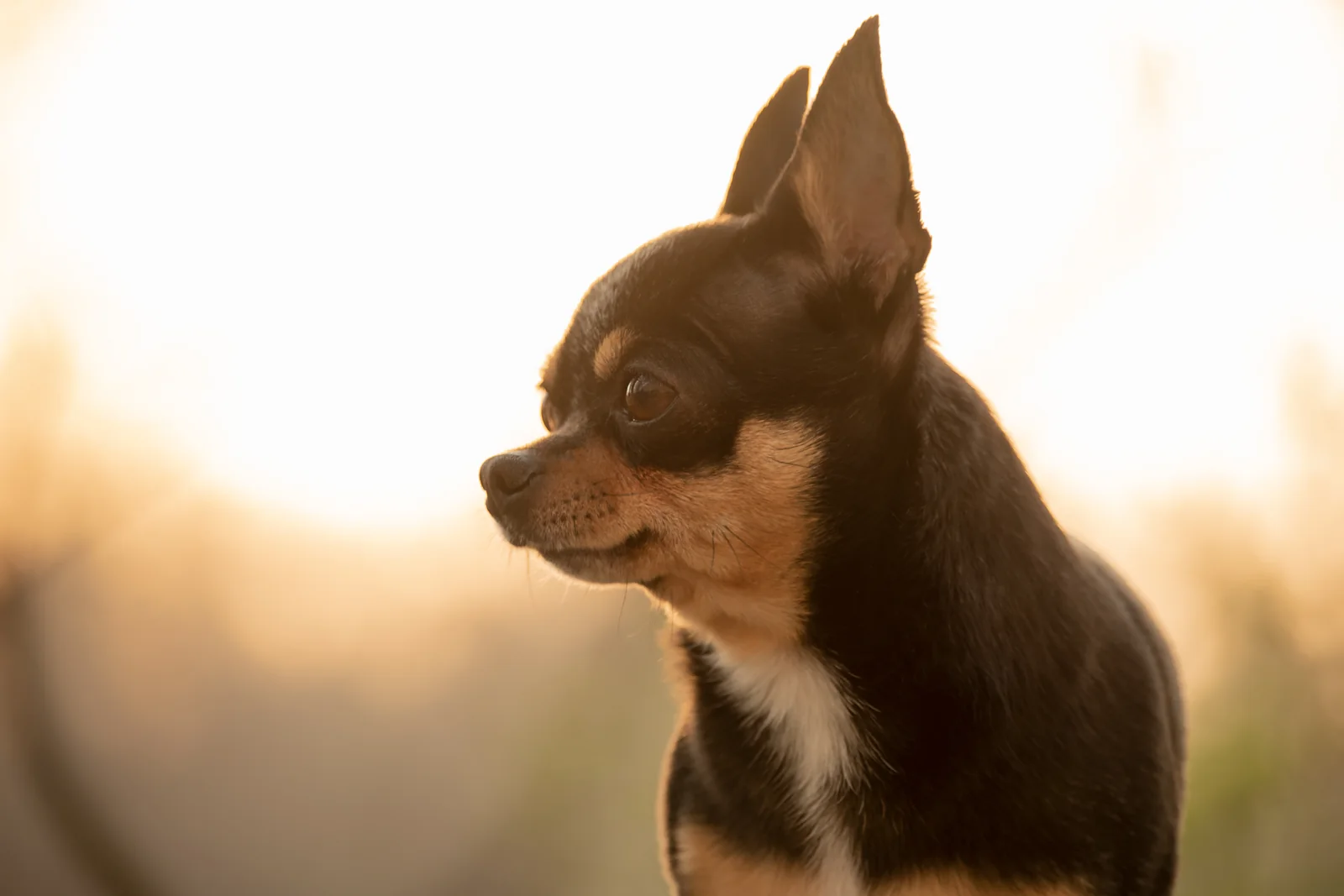 Tricolor Chihuahua in profile at sunset