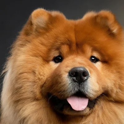 Chow Chow