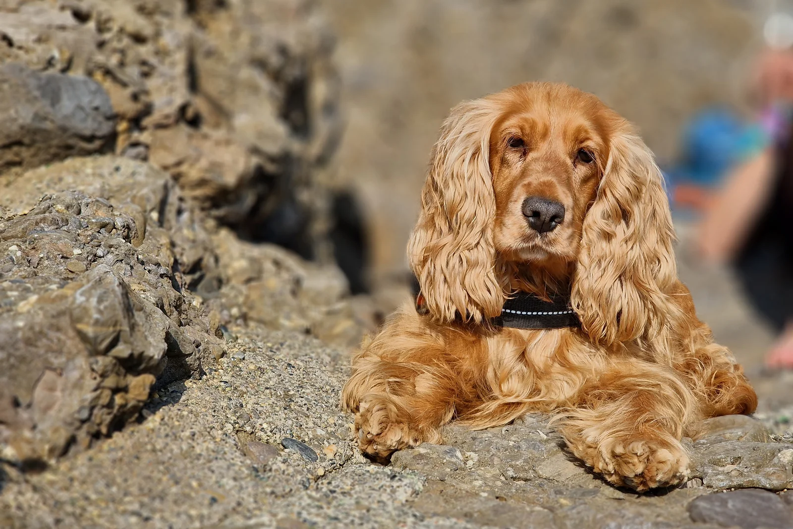 Golden Cocker Spaniel resting on rocks by the shore