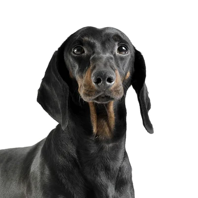 Dachshund