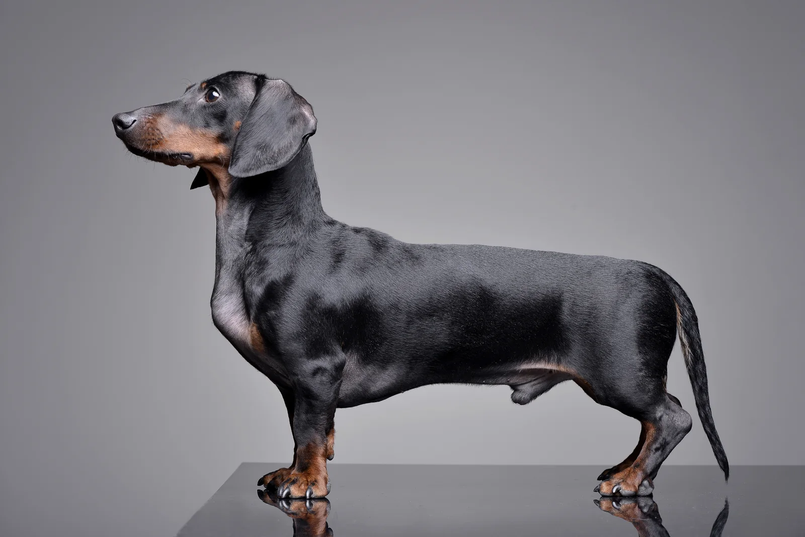 Black and tan Dachshund in profile showing its long body