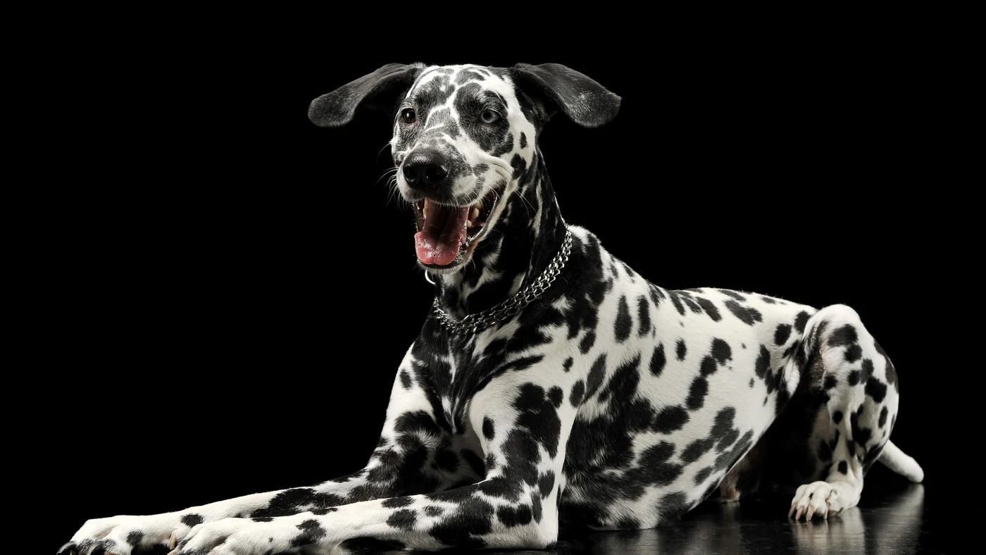 Dalmatian lying down against a black studio backdrop