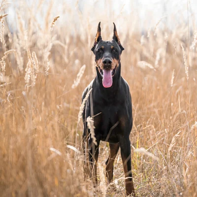 Doberman Pinscher