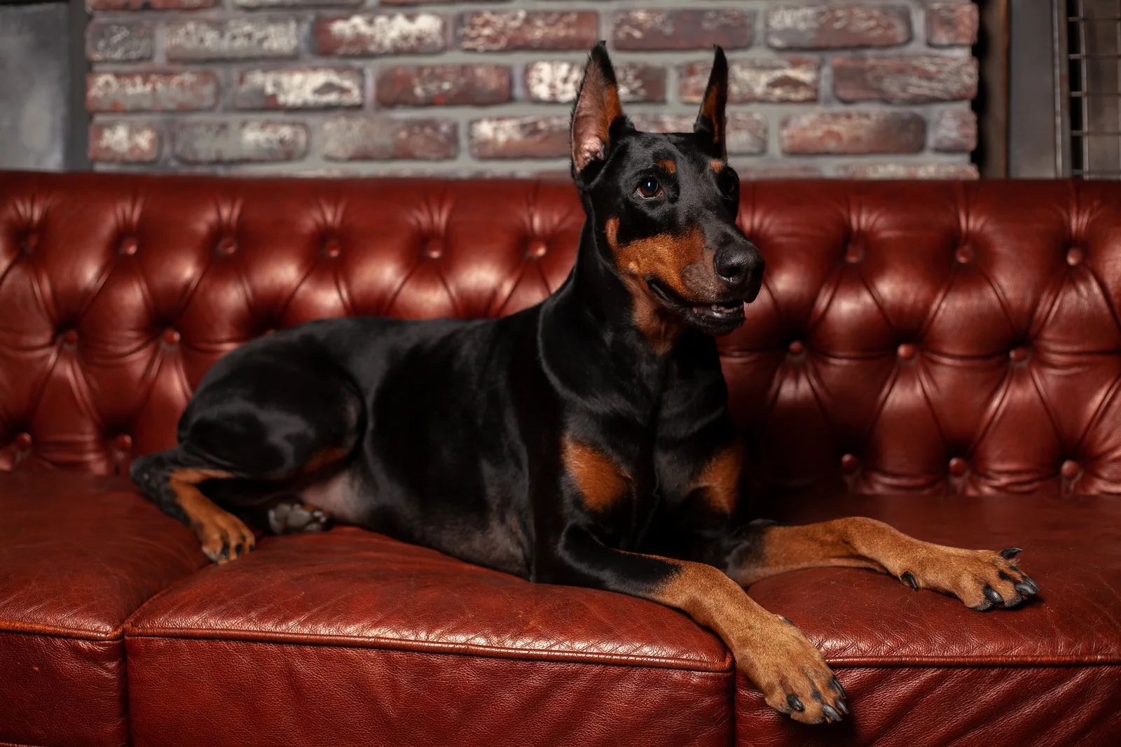 Doberman Pinscher resting on a leather couch