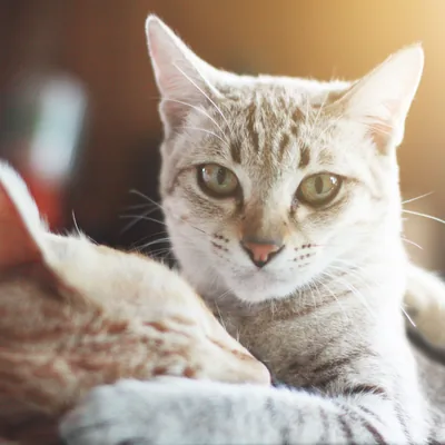 Egyptian Mau