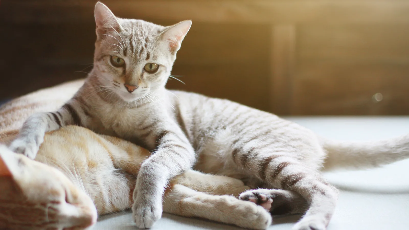 Silver spotted Egyptian Mau cat with green eyes resting indoors