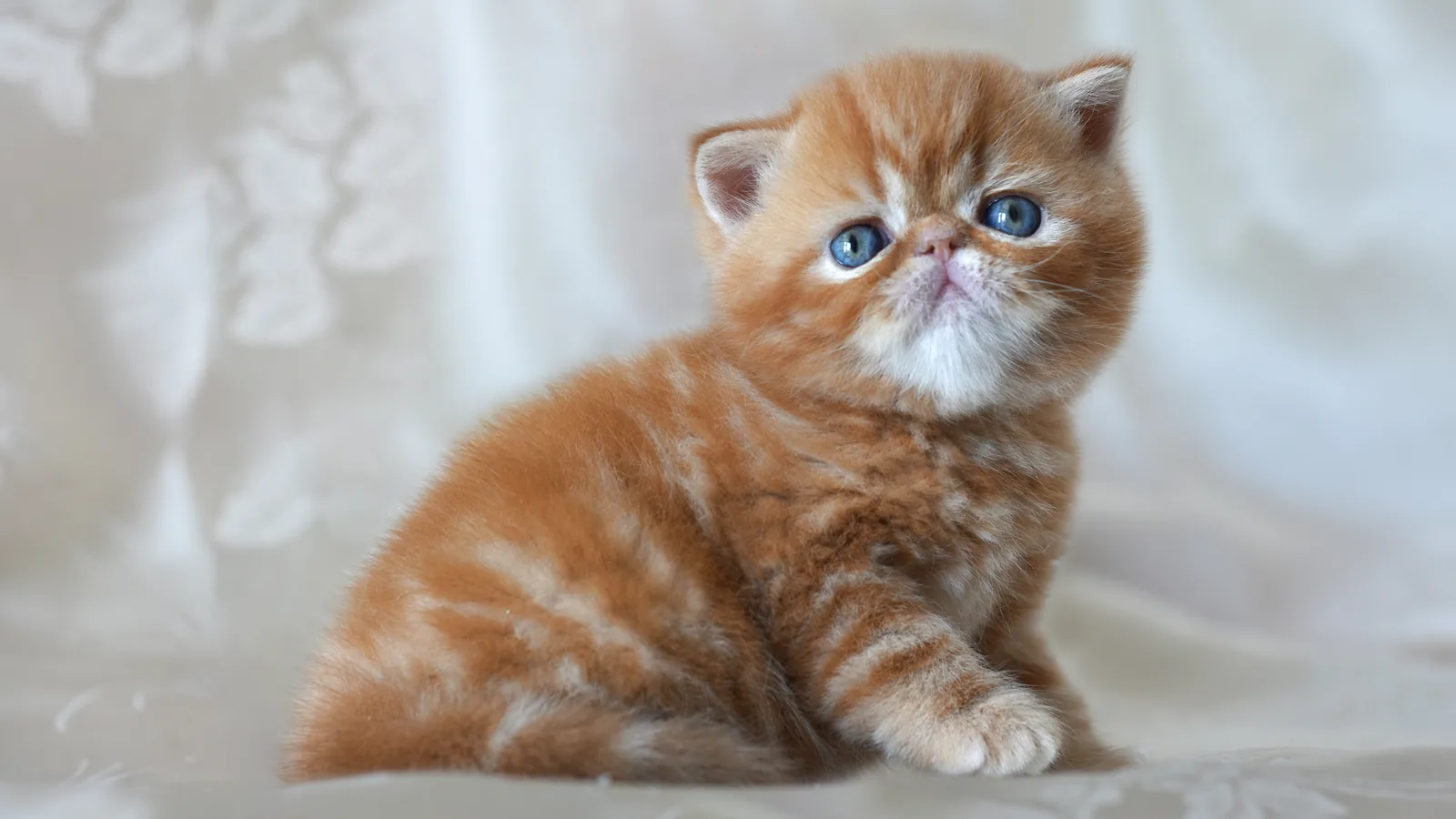 Cream Exotic Shorthair cat with a flat face lying down