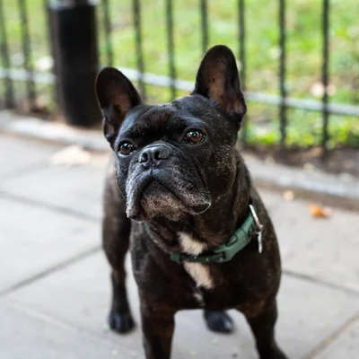 French Bulldog