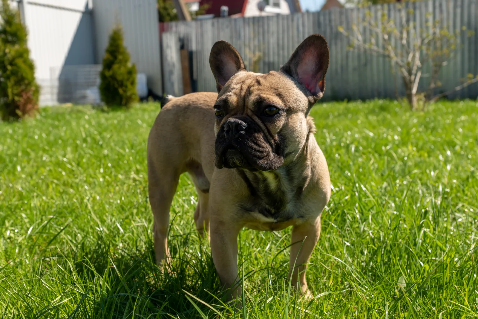 Fawn French Bulldog standing in a sunny backyard