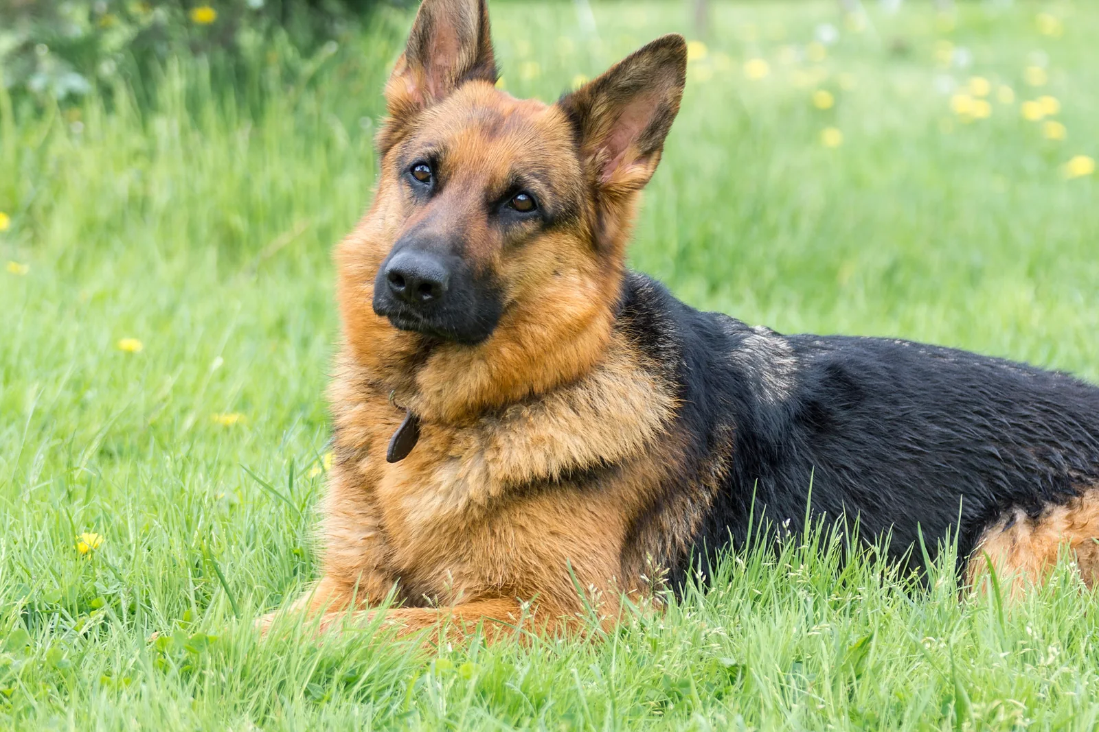 German Shepherd lying in a grassy meadow