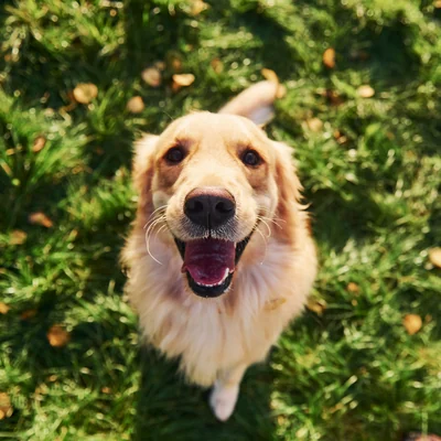 Golden Retriever