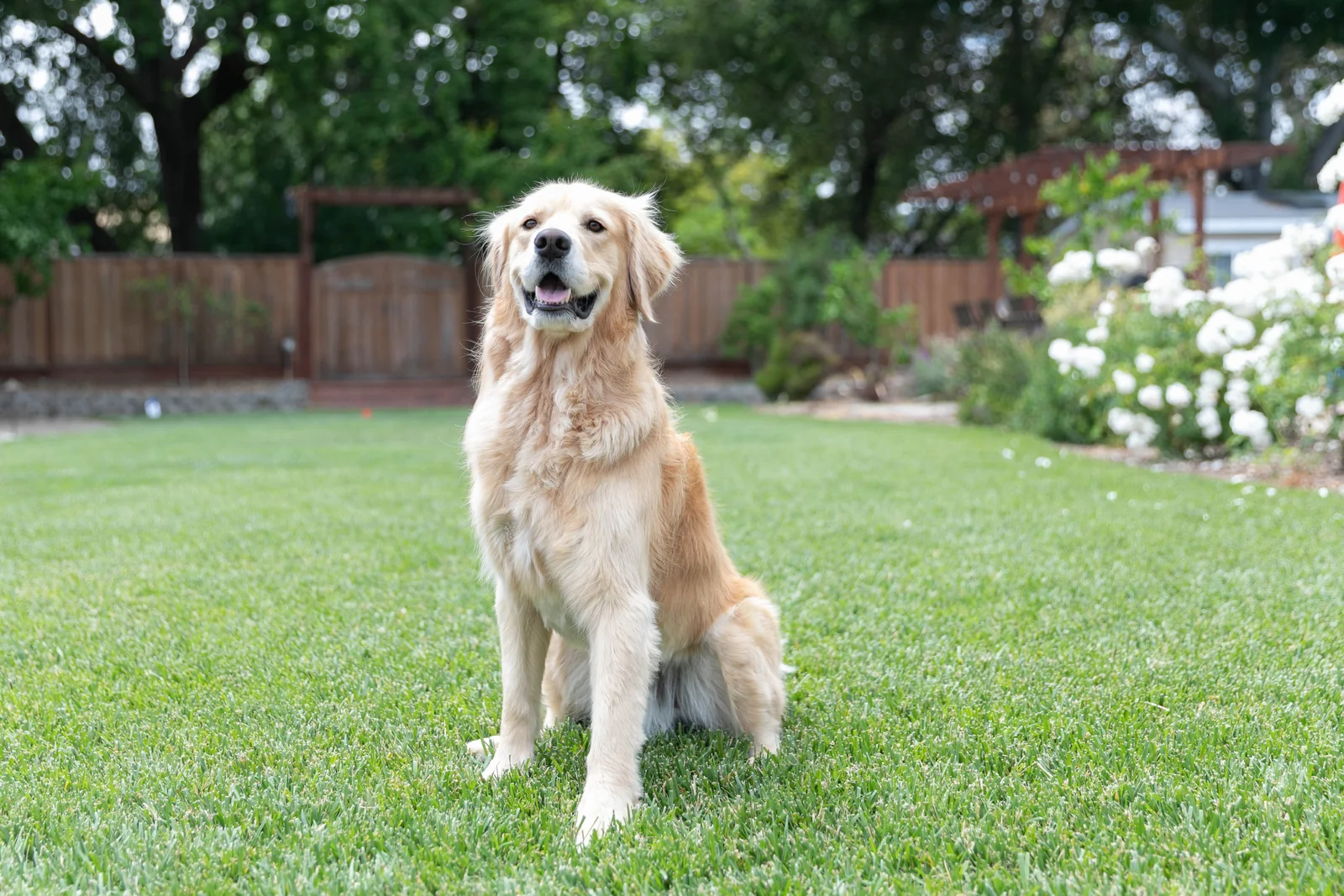 Golden Retriever sitting in a sunny backyard