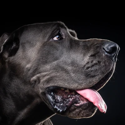 Great Dane
