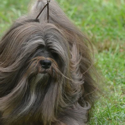 Havanese