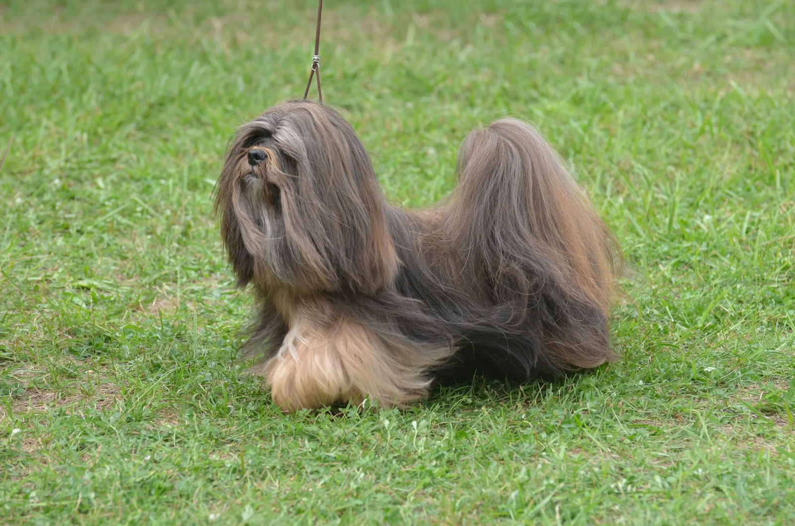 Havanese with a long silky coat standing on grass