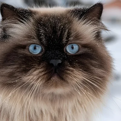 Himalayan