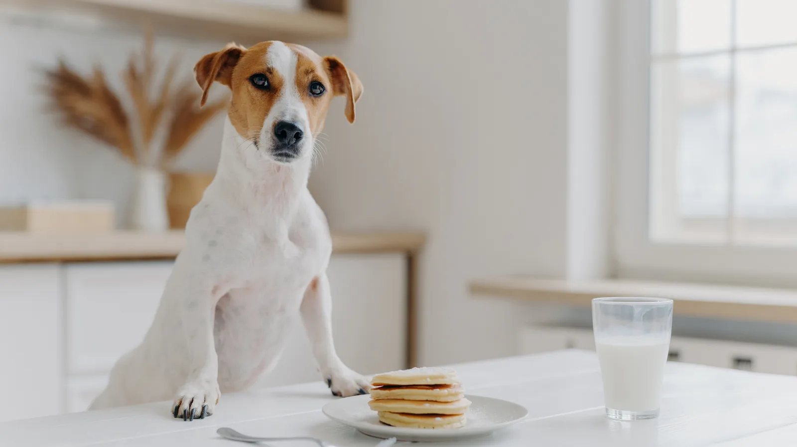 Jack Russell Terrier at a kitchen table