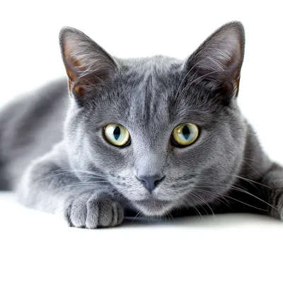 Korat