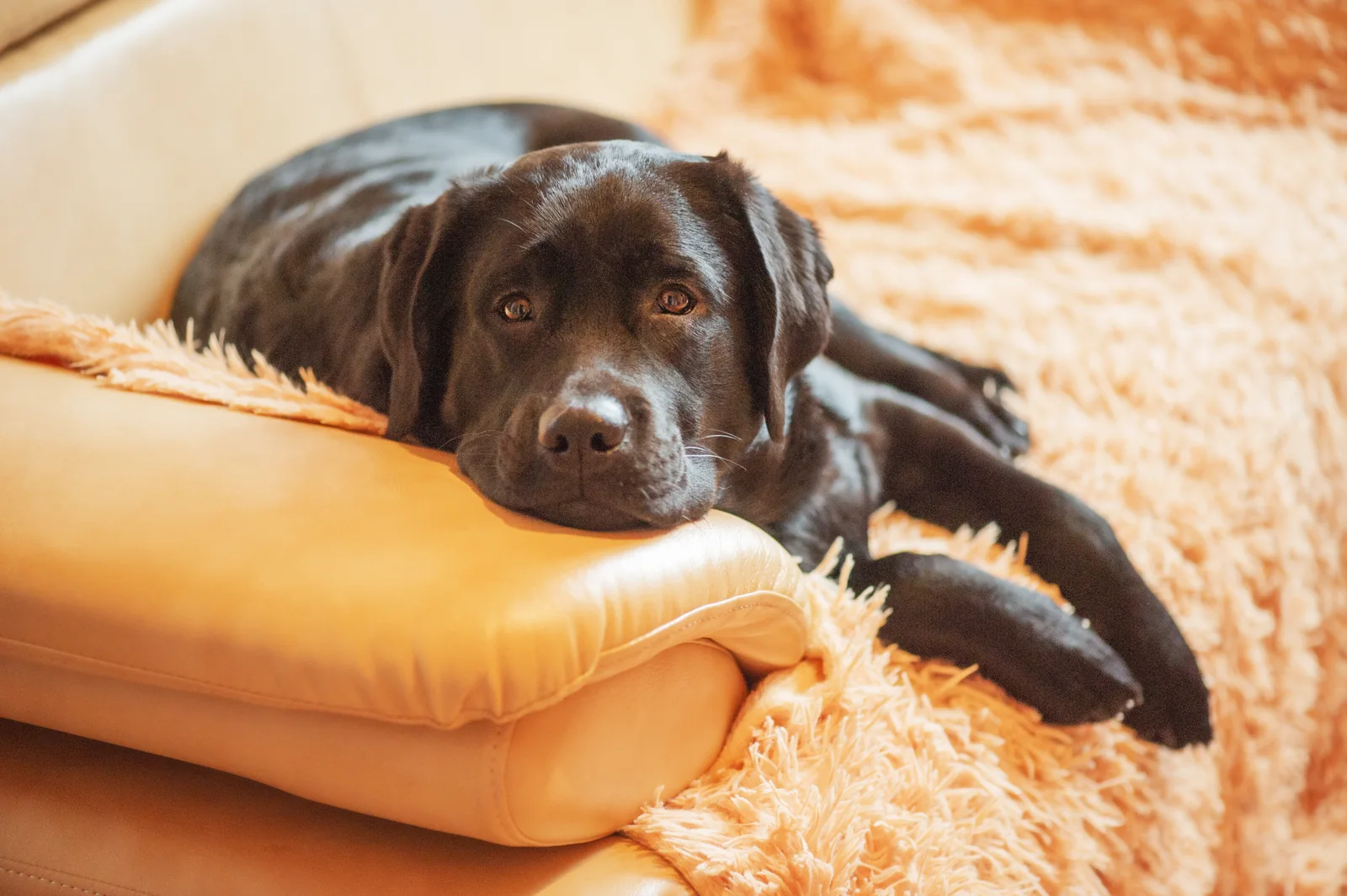 Black Labrador Retriever resting on a sofa