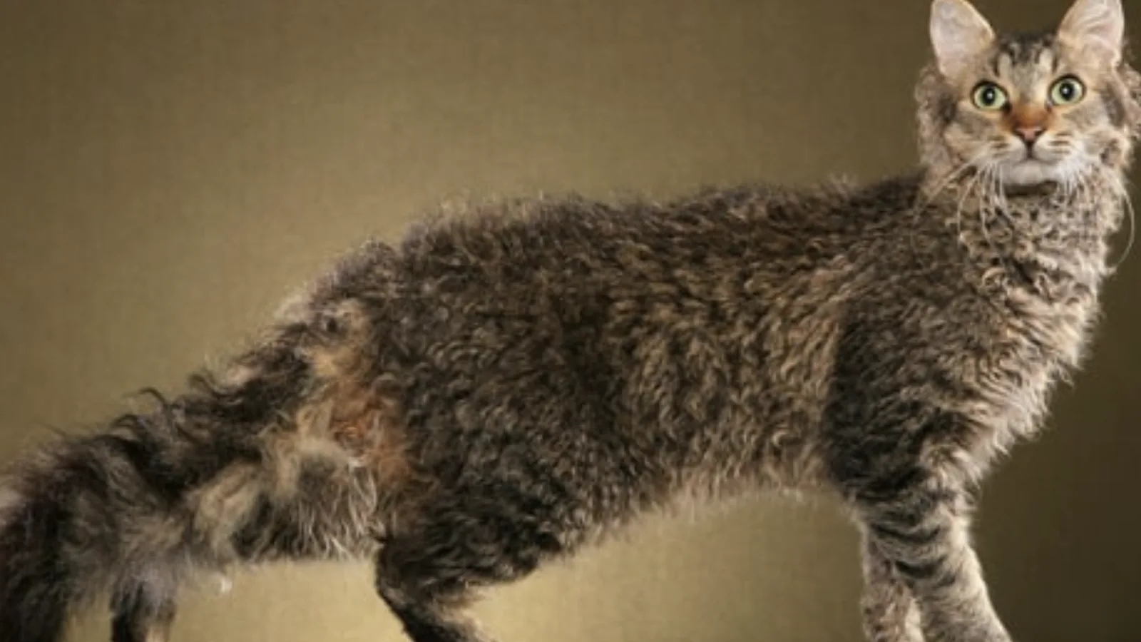 Curly-coated LaPerm cat with a distinctive soft wavy coat